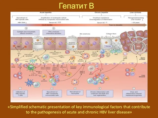 Гепатит В «Simplified schematic presentation of key immunological factors that contribute