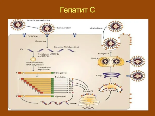 Гепатит С