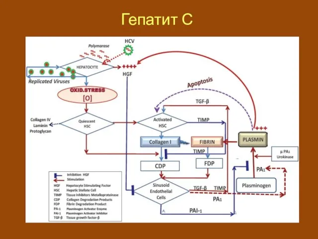 Гепатит С