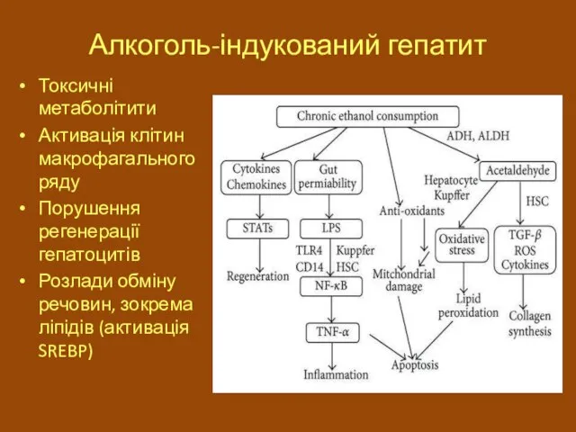 Алкоголь-індукований гепатит Токсичні метаболітити Активація клітин макрофагального ряду Порушення регенерації гепатоцитів