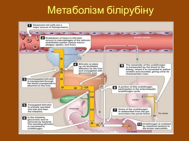 Метаболізм білірубіну