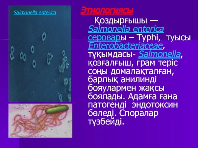 Этиологиясы Қоздырғышы — Salmonella enterica серовары – Typhi, туысы Enterobacteriaceae, тұқымдасы-