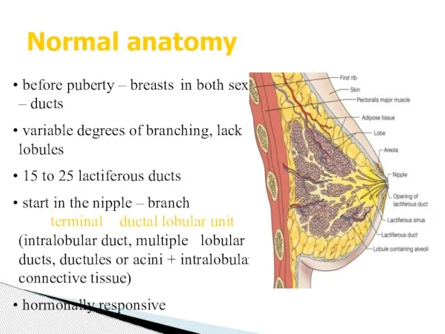 Normal anatomy before puberty – breasts in both sexes – ducts