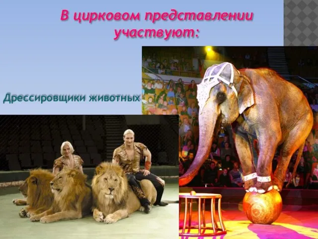 В цирковом представлении участвуют: Дрессировщики животных
