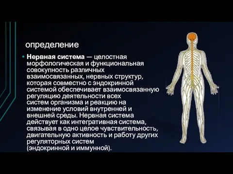 определение Нервная система — целостная морфологическая и функциональная совокупность различных взаимосвязанных,