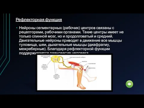 Нейроны сегментарных (рабочих) центров связаны с рецепторами, рабочими органами. Такие центры