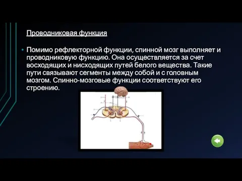 Помимо рефлекторной функции, спинной мозг выполняет и проводниковую функцию. Она осуществляется