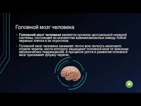 Головной мозг человека Головной мозг человека является органом центральной нервной системы,