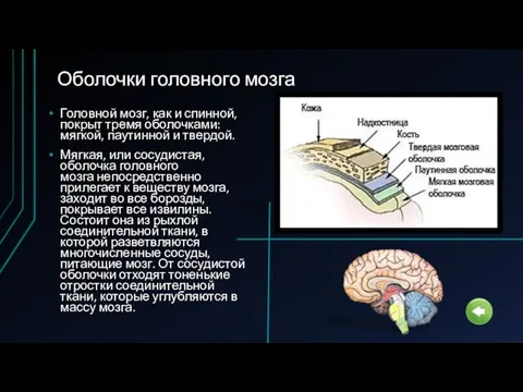 Оболочки головного мозга Головной мозг, как и спинной, покрыт тремя оболочками: