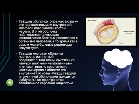 Твёрдая оболочка головного мозга — это надкостницы для внутренней мозговой поверхности