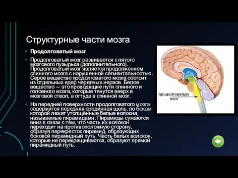 Структурные части мозга Продолговатый мозг Продолговатый мозг развивается с пятого мозгового