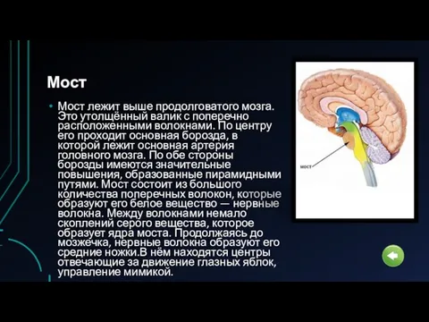 Мост Мост лежит выше продолговатого мозга. Это утолщённый валик с поперечно