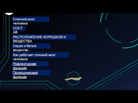 Спинной мозг человека СОСТАВ РАСПОЛОЖЕНИЕ КОРЕШКОВ И ВЕЩЕСТВА Серое и белое