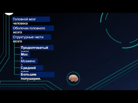 Головной мозг человека Оболочки головного мозга Структурные части мозга Продолговатый мозг