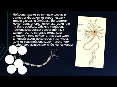 Нейроны имеют различную форму и размеры, формируют отростки двух типов: аксоны