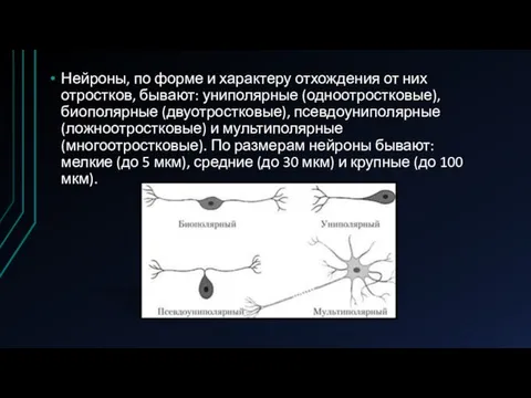 Нейроны, по форме и характеру отхождения от них отростков, бывают: униполярные