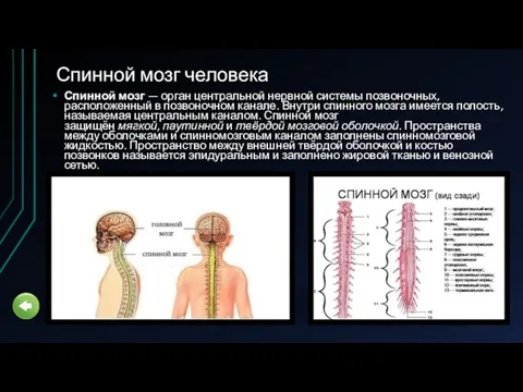 Спинной мозг человека Спинной мозг — орган центральной нервной системы позвоночных,