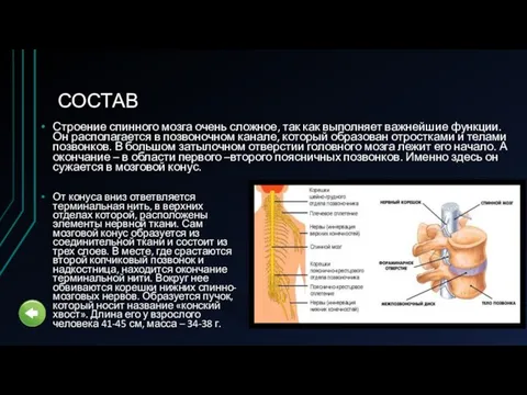 СОСТАВ Строение спинного мозга очень сложное, так как выполняет важнейшие функции.