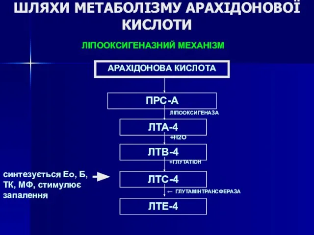 ШЛЯХИ МЕТАБОЛІЗМУ АРАХІДОНОВОЇ КИСЛОТИ АРАХІДОНОВА КИСЛОТА ЛІПООКСИГЕНАЗА ЛТВ-4 ЛТС-4 ЛТЕ-4 ЛІПООКСИГЕНАЗНИЙ