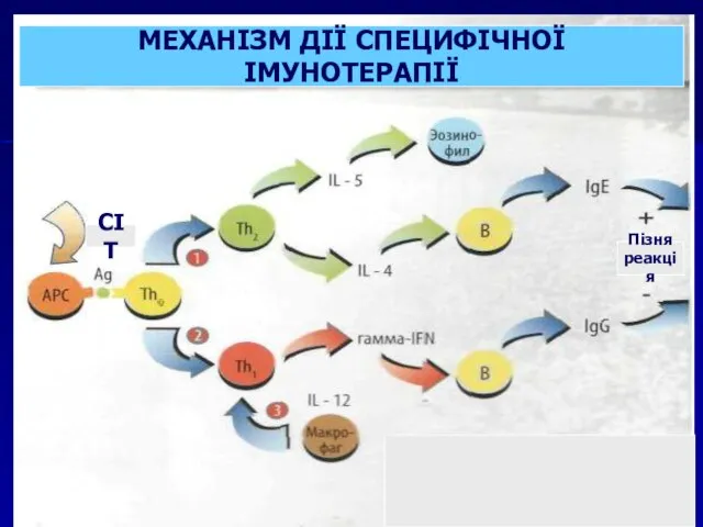 МЕХАНІЗМ ДІЇ СПЕЦИФІЧНОЇ ІМУНОТЕРАПІЇ Пізня реакція СІТ