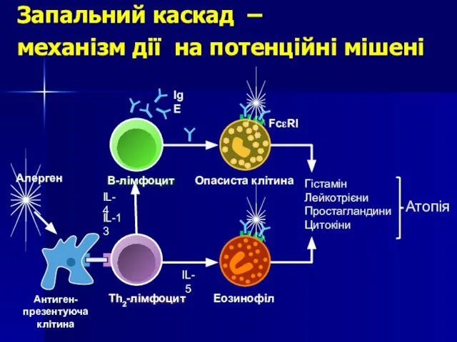 Th2-лімфоцит B-лімфоцит Еозинофіл IL-4 IL-13 Опасиста клітина FcεRI IgE Гістамін Лейкотрієни