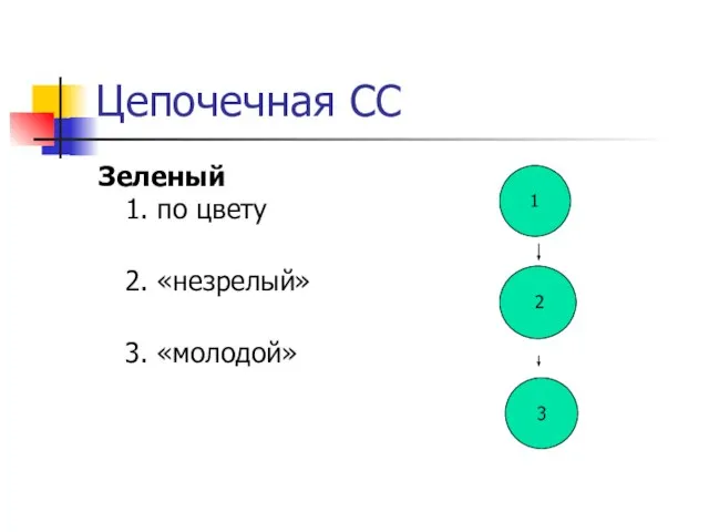 Цепочечная СС Зеленый 1. по цвету 2. «незрелый» 3. «молодой» 1 3 2