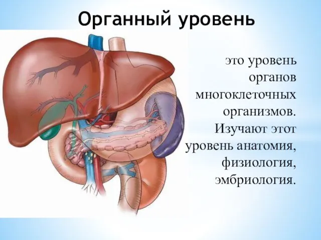 Органный уровень это уровень органов многоклеточных организмов. Изучают этот уровень анатомия, физиология, эмбриология.