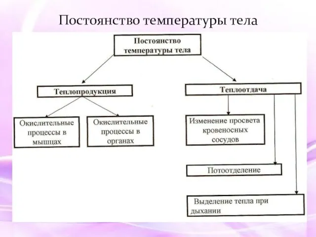 Постоянство температуры тела