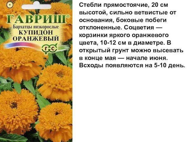 Стебли прямостоячие, 20 см высотой, сильно ветвистые от основания, боковые побеги