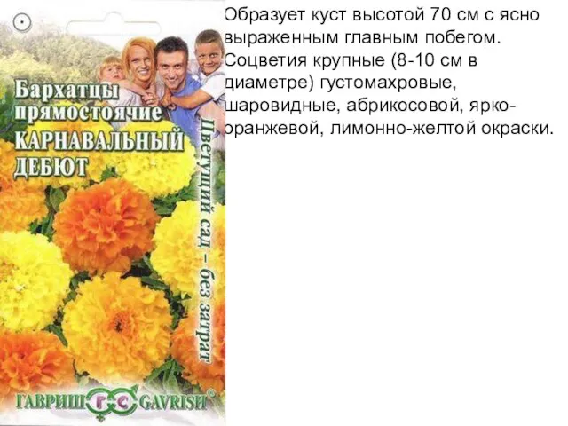 Образует куст высотой 70 см с ясно выраженным главным побегом. Соцветия