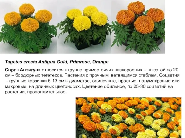 Tagetes erecta Antigua Gold, Primrose, Orange Сорт «Антигуа» относится к группе