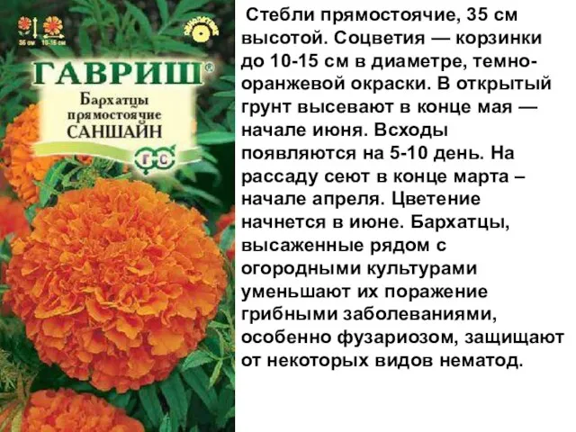 Стебли прямостоячие, 35 см высотой. Соцветия — корзинки до 10-15 см