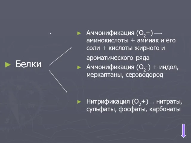 Белки Аммонификация (О2+) аминокислоты + аммиак и его соли + кислоты