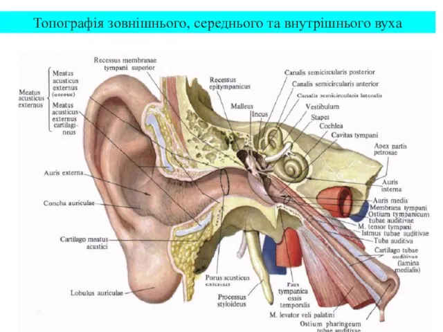 Топографія зовнішнього, середнього та внутрішнього вуха