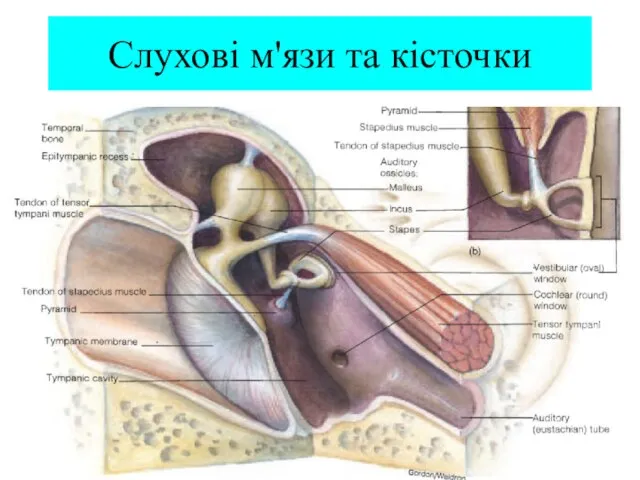 Слухові м'язи та кісточки