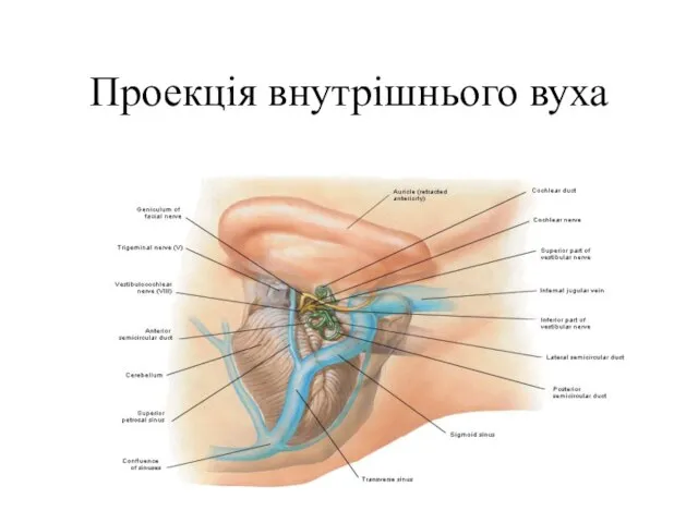 Проекція внутрішнього вуха