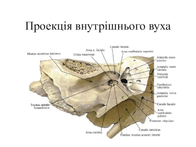 Проекція внутрішнього вуха