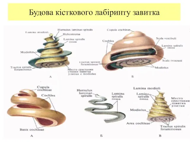 Будова кісткового лабіринту завитка