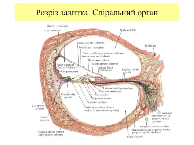 Розріз завитка. Спіральний орган