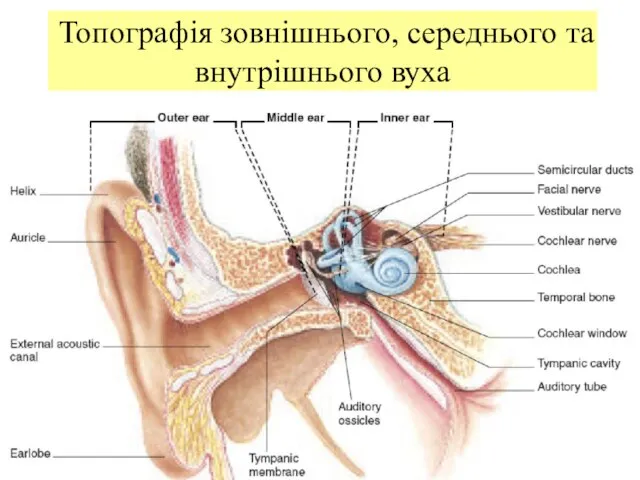 Топографія зовнішнього, середнього та внутрішнього вуха