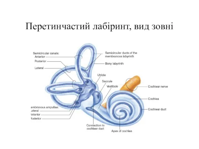 Перетинчастий лабіринт, вид зовні