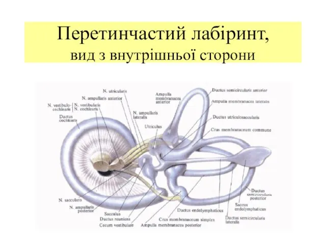 Перетинчастий лабіринт, вид з внутрішньої сторони