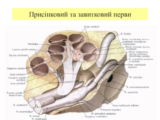 Присінковий та завитковий нерви