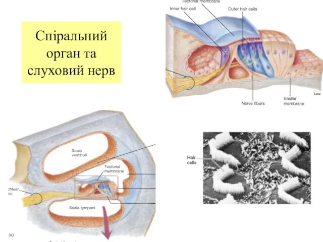 Спіральний орган та слуховий нерв