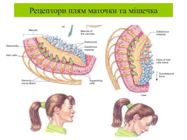 Рецептори плям маточки та мішечка