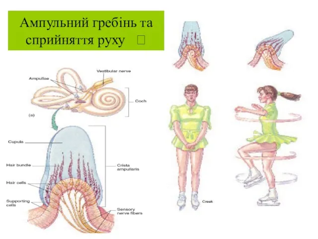 Ампульний гребінь та сприйняття руху ?