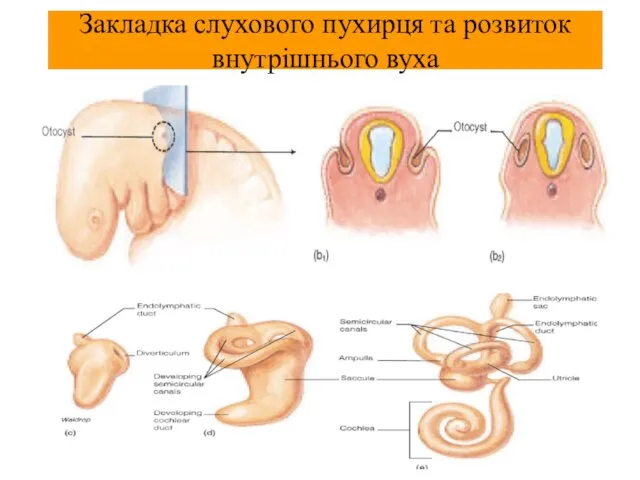 Закладка слухового пухирця та розвиток внутрішнього вуха