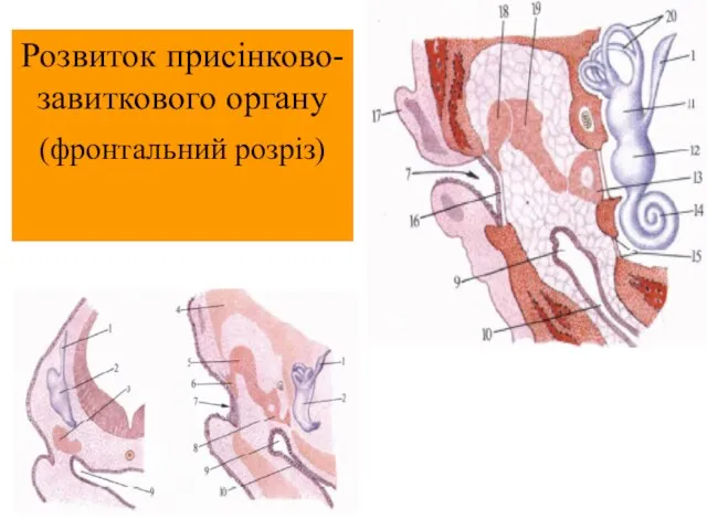 Розвиток присінково-завиткового органу (фронтальний розріз)