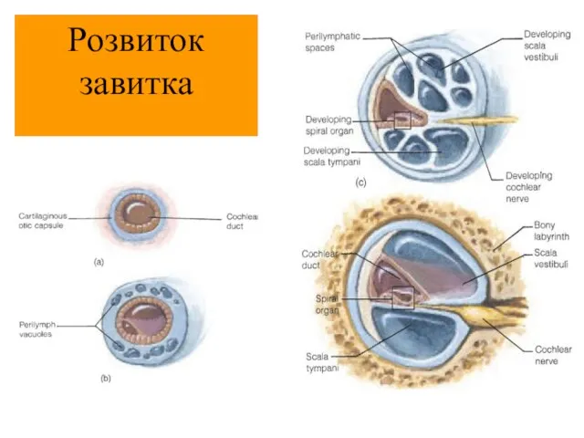 Розвиток завитка