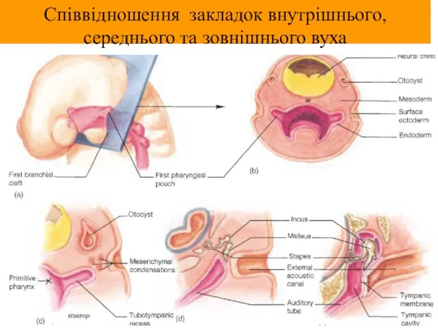 Співвідношення закладок внутрішнього, середнього та зовнішнього вуха